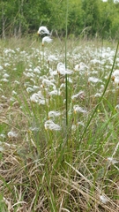 Trichophorum alpinum