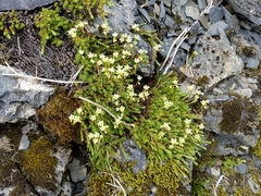 Saxifraga bronchialis funstonii