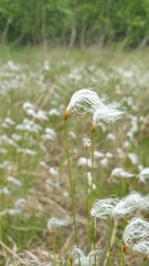 Trichophorum alpinum