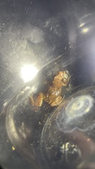 Eleutherodactylus orarius