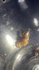 Eleutherodactylus orarius