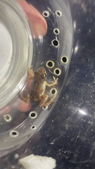 Eleutherodactylus orarius