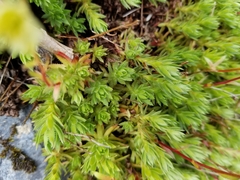 Saxifraga bronchialis funstonii