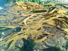 Lessonia trabeculata