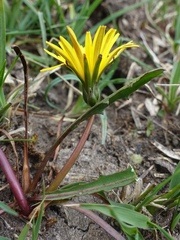Taraxacum amarellum