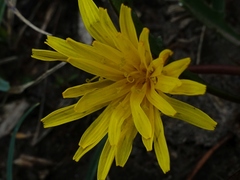Taraxacum amarellum