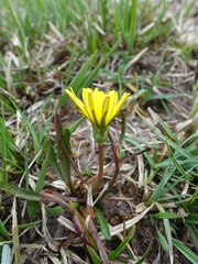 Taraxacum amarellum