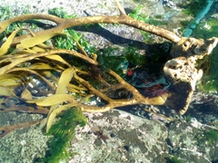 Lessonia trabeculata