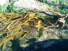 Lessonia trabeculata