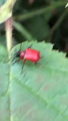 Apoderus coryli