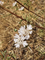 Lomelosia palaestina