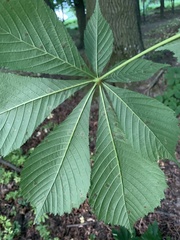 Aesculus hippocastanum