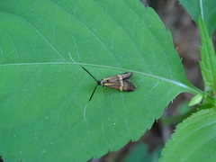 Nemophora degeerella