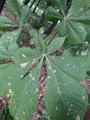 Aesculus hippocastanum