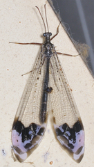 Glenurus gratus