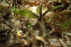Thalassia hemprichii