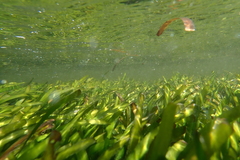 Thalassia hemprichii