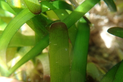 Thalassia hemprichii