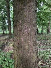 Aesculus hippocastanum