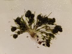 Nitella wahlbergiana