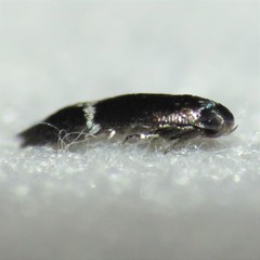 Siskiwitia alticolans