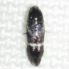 Siskiwitia alticolans