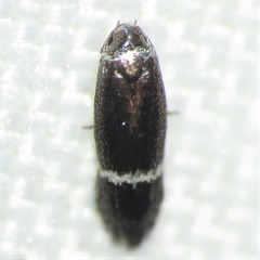 Siskiwitia alticolans