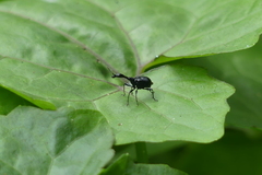 Cycnotrachelodes