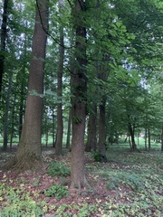 Aesculus hippocastanum