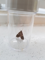 Udea olivalis