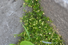 Sagina procumbens