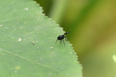 Cycnotrachelodes
