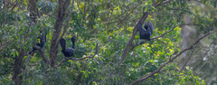 Phalacrocorax sulcirostris