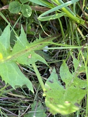 Sonchus palustris