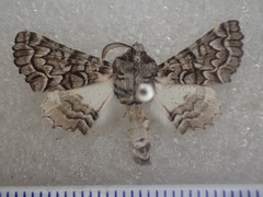 Dinophalus thrasyschema