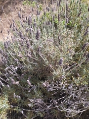 Lavandula dentata