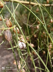Retama monosperma