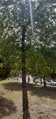 Quercus suber