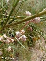 Retama monosperma