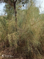 Retama monosperma