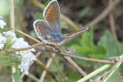 Polyommatus icarus