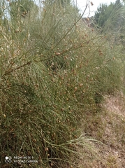 Retama monosperma