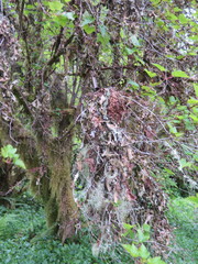Lobaria pulmonaria