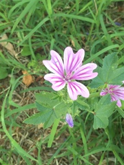 Malva sylvestris