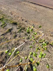 Asparagus buchananii