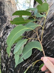 Eucalyptus latisinensis