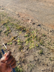 Asparagus buchananii