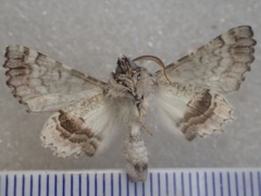 Dinophalus thrasyschema