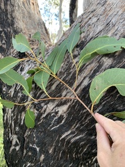 Eucalyptus latisinensis