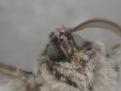 Dinophalus thrasyschema